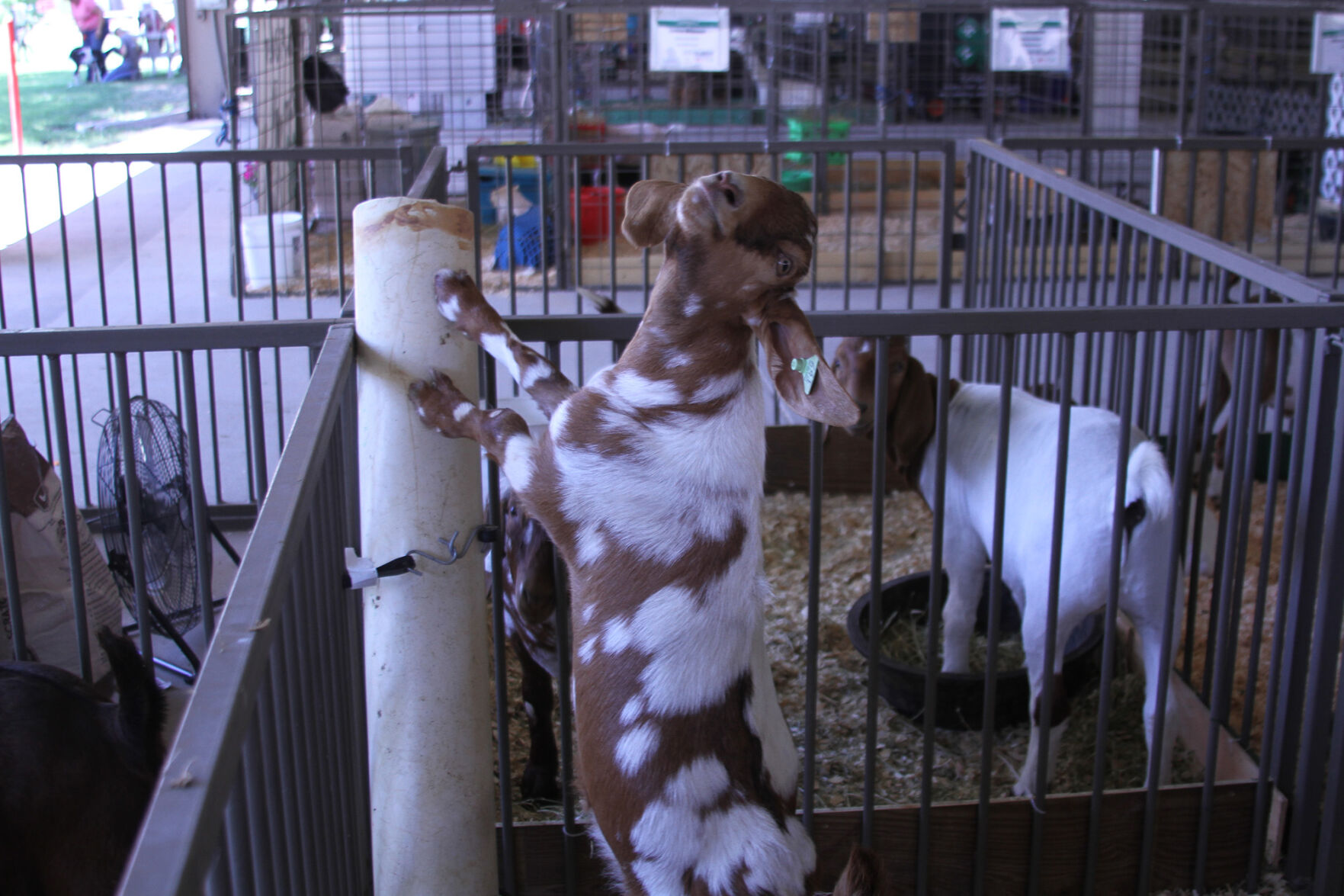 PHOTOS: Scenes from the Scotts Bluff County Fair